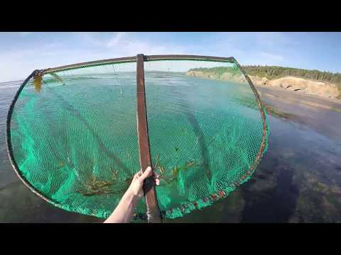 Видео: Ловля креветок тралом