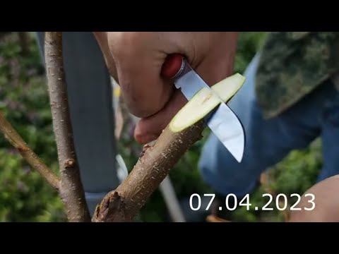 Видео: grafting a good peach to a regular one // прививка хорошего персика к обычному