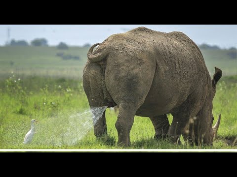 Видео: 11 МИНУТ СМЕХА ДО СЛЕЗ! ЛУЧШИЕ ПРИКОЛЫ С ЖИВОТНЫМИ / СМЕШНЫЕ ЖИВОТНЫЕ приколы 2020