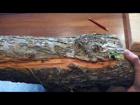 Видео: Як правильно вибрати заготовку для топорища.