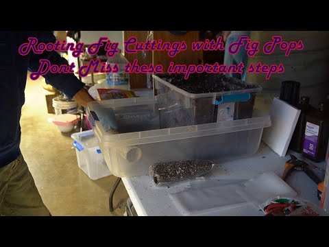 Видео: Укоренение черенков инжира с помощью инжирных палочек: не пропустите эти важные шаги