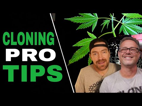 Видео: Используйте ЭТИ методы клонирования каннабиса и больше никогда не теряйте клоны