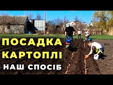Видео: ОДИН ДЕНЬ ГОД КОРМИТ. НАША ПОСАДКА КАРТОФЕЛЯ - ПРОВЕРЕНА ГОДАМИ!