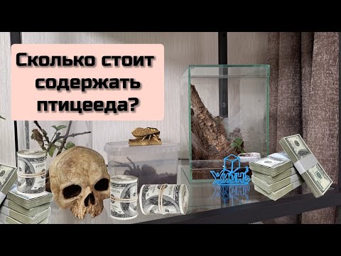 Видео: Паук - птицеед дома. Что нужно и сколько стоит?!