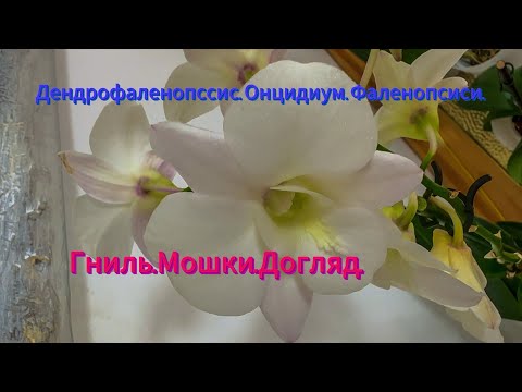 Видео: Дендрофаленопсис. Онцидіум. Фаленопсиси. Догляд. Квіти. Шкідники.