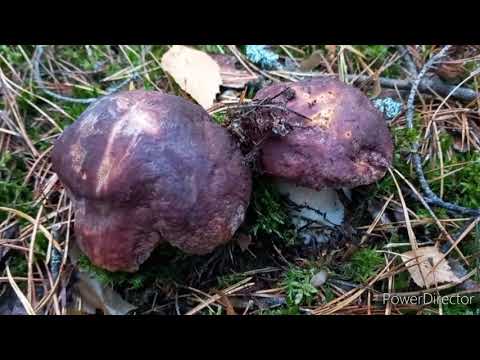 Видео: За ГРИБАМИ они Меня Ждали/ БОРОВИКИ И БЕЛЫЕ ПОЛЯНАМИ
