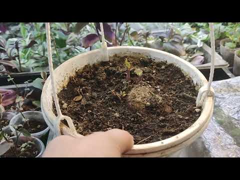 Видео: 7 января, покажу что и как... 😉. Обзор.