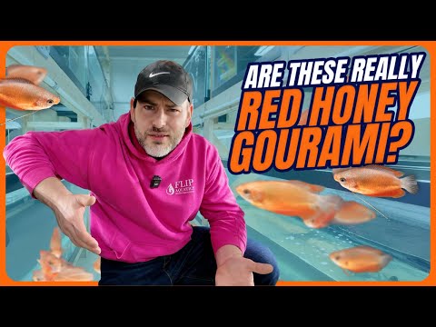 Видео: Виды красной рыбы + креветки и многое другое! [Еженедельное прохождение, эпизод 12]