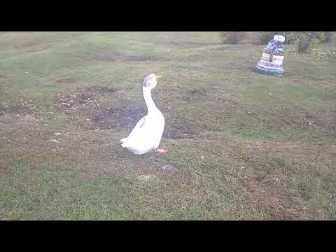Видео: Гуси