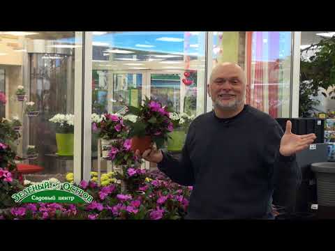 Видео: Новогвинейский бальзамин