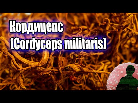 Видео: Кордицепс (Cordyceps militaris) – плодовые тела