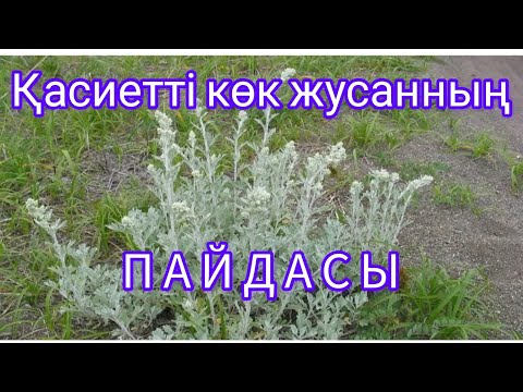 Видео: Жусан. Көк жусанның пайдасы