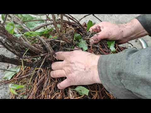 Видео: Старый клематис, которому около 30 лет, перестал цвести. Часть 2.