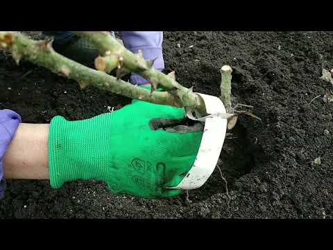 Видео: Розы. Посадка слабых  саженцев роз ранней весной. Важные нюансы.