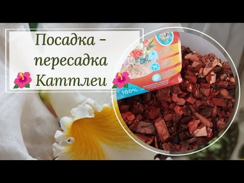 Видео: Посадка- пересадка каттлеи. Грунт, тонкости, нюансы.