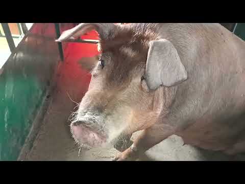 Видео: Как прошли опоросы. Слепой поросенок. Огород. Майская рядовка.