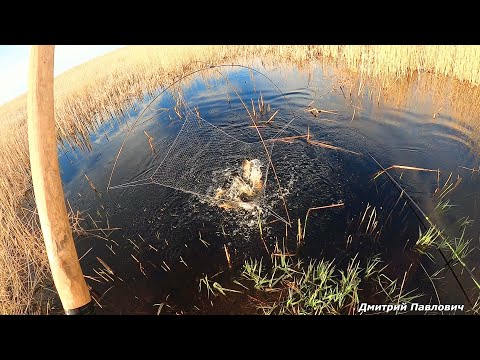 Видео: ЛОВЛЮ КАК В АКВАРИУМЕ! КАМЫШ ХОДИТ ХОДУНОМ! РАЗЛИВ ПРОСТО КИПИТ ОТ РЫБЫ. Рыбалка на паук- подъёмник