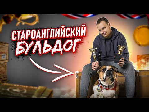 Видео: СТАРОАНГЛИЙСКИЙ БУЛЬДОГ| все о породе| личный опыт владения породой