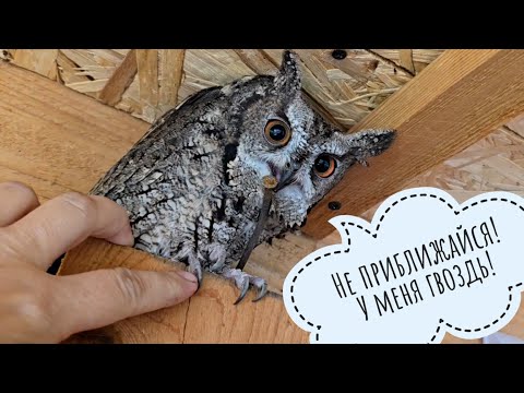 Видео: Утро сов после переезда в новые вольеры. Пёс Кубик завтракает мороженкой. Сова Ёль села под куст 