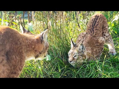 Видео: РЫСИ РАЗОБРАЛИСЬ С ДИВАНОМ / Мини-пиг готовится к зиме / Чем питаются рыси зимой