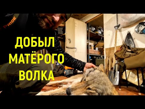 Видео: Живу в избе, пробиваю путик, обкатка новых подволок, охота на волка