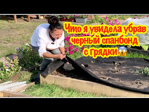 Видео: ЧТО Я УВИДЕЛА УБРАВ ЧЁРНЫЙ СПАНБОНД С ГРЯДКИ…/ТАКОГО Я НЕ ОЖИДАЛА УВИДЕТЬ/ВРЕДЕН ЛИ ЧЁРНЫЙ СПАНБОНД