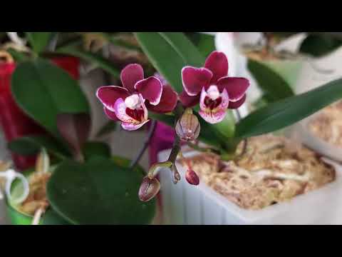Видео: Обзор цветущих ФАЛЕНОПСИСОВ в декабре 💕 новые роспуски 😍