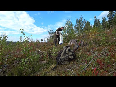 Видео: ВОСЕМЬ ТЫСЯЧ РУБЛЕЙ В ДЕНЬ / СБОР БРУСНИКИ / ЯГОДЫ КАРЕЛИИ /ПРОМЫСЕЛ В ТАЙГЕ