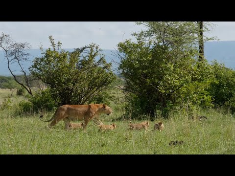 Видео: 20 самых милых львят в мире.(14-12) [Африканское Сафари Плюс⁺] 185