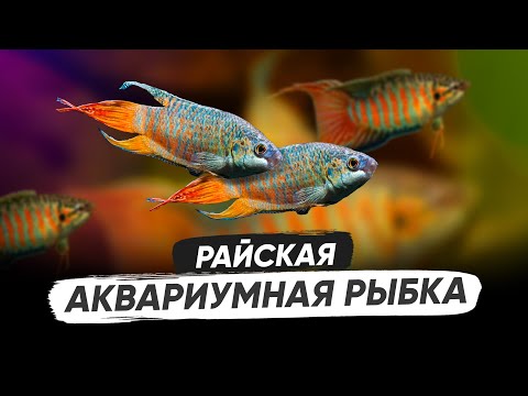 Видео: Райская рыбка в аквариуме