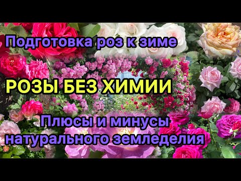 Видео: Подготовка роз к зиме. Розы без химии - плюсы и минусы натурального земледелия.