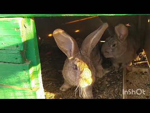 Видео: Кролики Фландр | Крольчатам  месяц | Обзор