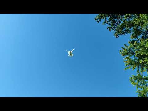 Видео: Бакинский голубь
