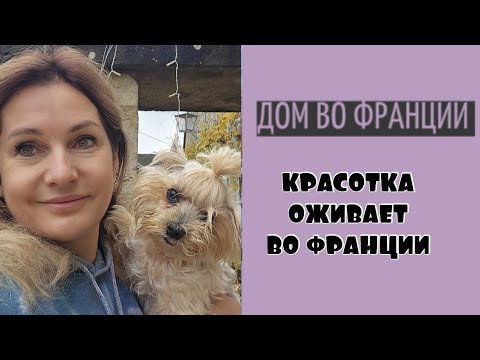 Видео: Пришлось выкопать георгины раньше срока| посадили новые луковичные 