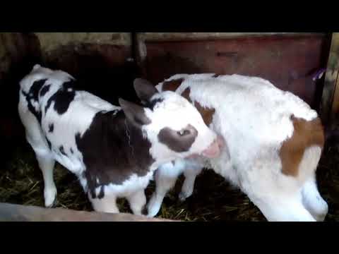 Видео: Кормушки для телят)) что с теленком? Телята приколисты
