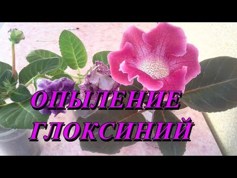 Видео: Как опылить глоксинию простую и махровую...