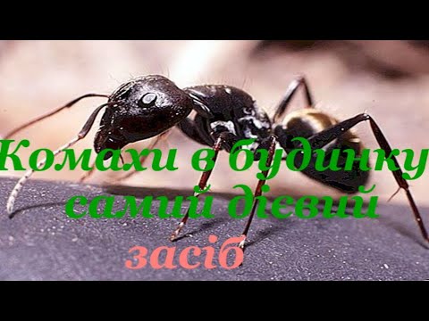 Видео: КОМАХИ в будинку .Самий дієвий  засіб .