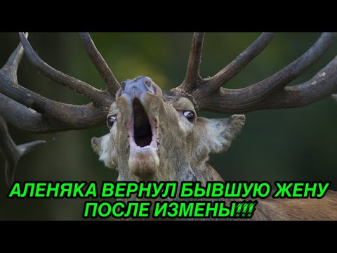Видео: Алень вернул бывшую жену после ее измены!!! История из жизни.