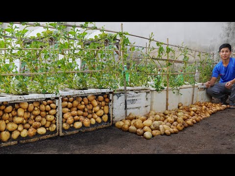 Видео: Почему при выращивании картофеля в ящике из пенопласта получается так много клубней?