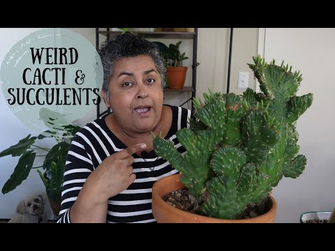 Видео: Странные кактусы и суккуленты в моей коллекции