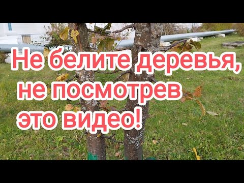 Видео: Побелка- это завершающий этап подготовки коры к зиме.