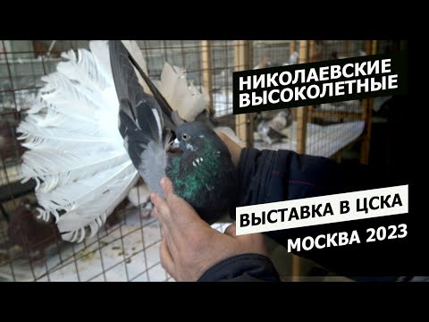 Видео: Выставка в ЦСКА. Москва 2023. Интересный садок с Николаевскими.