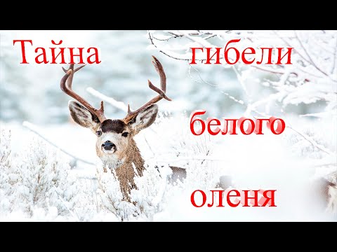 Видео: Норильск /Кайеркан/Белый Олень