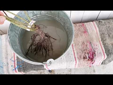 Видео: Осенняя посадка РОЗ в ноябре в Открытый грунт в Сибири подробно! Выбор места для посадки розы.