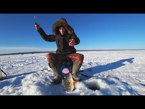 Видео: Зимняя рыбалка в феврале 2024. Забайкальский край.