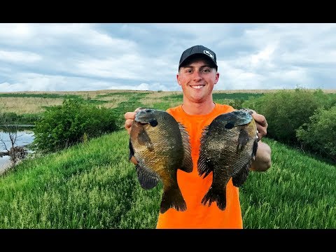 Видео: Ловля гигантского синежаберного окуня летом! БОЛЬШОЙ ПАНОРАМА
