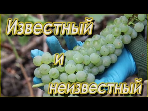 Видео: Йоханнитер,-почему этот сорт винограда для белого вина, я считаю очень хорошим.