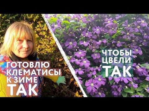 Видео: Как подготовить клематисы к зиме: подкормка, полив, обрезка, окучивание, укрытие и защита от мышей