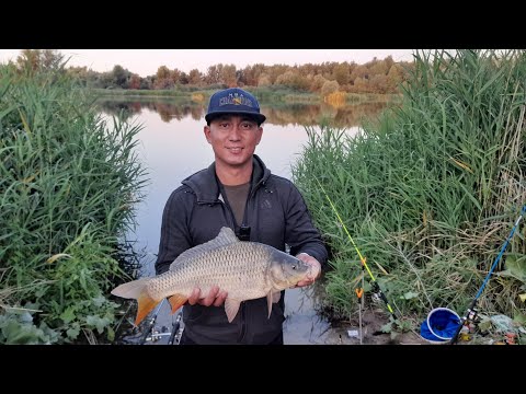 Видео: Рыбалка на Карпа и Карася