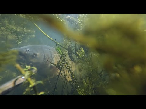 Видео: Встреча с трофеем